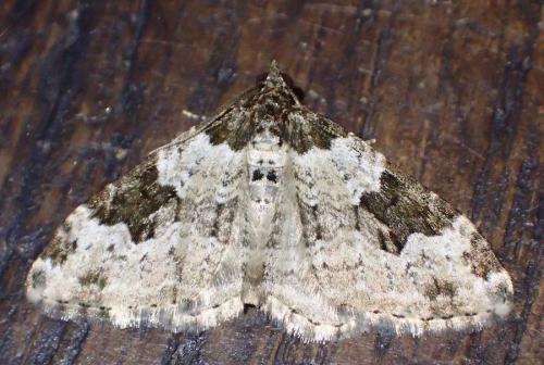 Xanthorhoe fluctuata